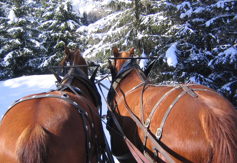 Horse sledding - Romantic through the deep snowy landscape